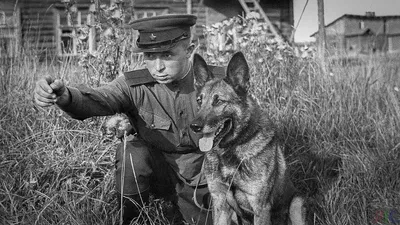 Противотанковые собаки во Второй мировой войне