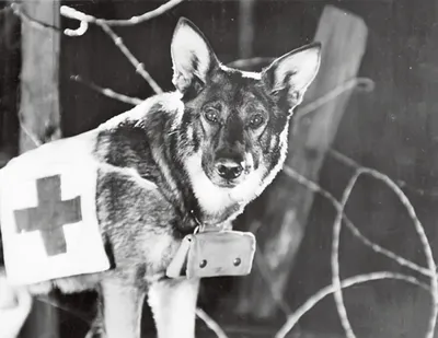 Собаки на фронтах Великой Отечественной войны - РКФ