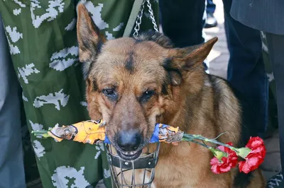 Фотографии собак на войне, которые тронут каждого | Собачий вестник | Дзен