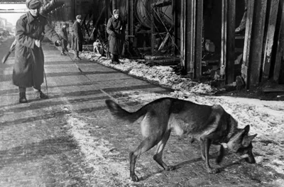 Фронтовая собака – большой помощник на передовой во время войны - KP.RU