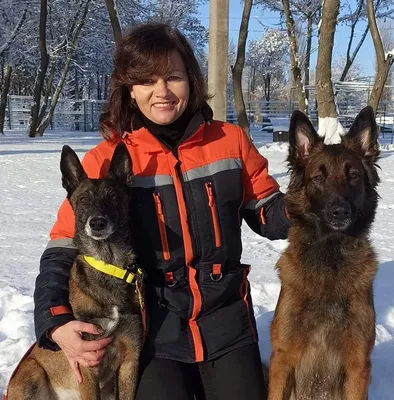 В госдуме рф предложили отправлять бездомных собак на войну в Украине -  новости Израиля и мира