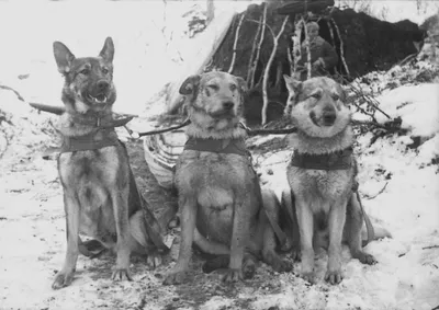 7 собак-героев Великой Отечественной войны — ЯСИА