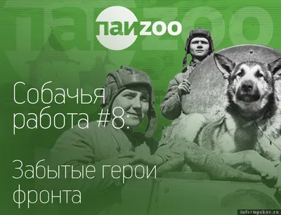 Собаки на войне - украинские собаки-пограничники получили бронежилеты -  фото - ZN.ua