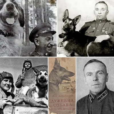 Собаки на войне 2024 | ВКонтакте