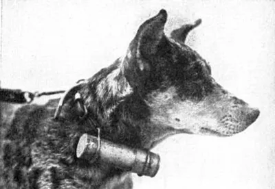 Собаки-герои на фронтах Великой Отечественной войны | Sobaka.ru