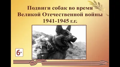 Подвиги собак на Великой Отечественной войне