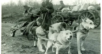 Более шестидесяти тысяч собак воевали на фронтах Великой Отечественной войны  - Нязепетровские вести