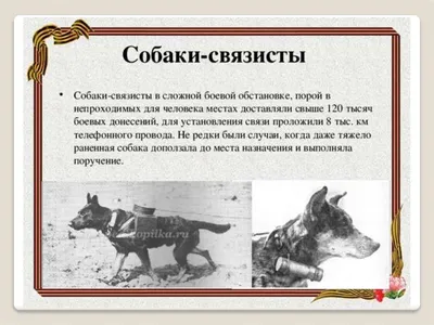 Собаки Великой Отечественной войны - k-9.ru