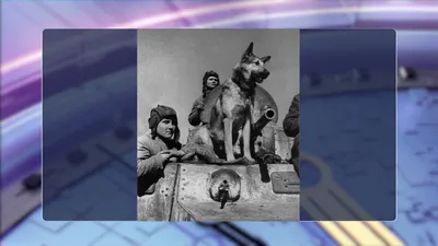 Собаки Второй мировой войны | by magomaev | History. Ru | Medium