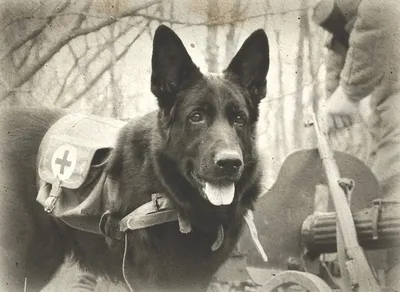 Собаки, заслужившие парад - «Военные комиссариаты России»  информационно-аналитический и методический журнал Минобороны России