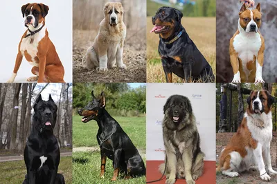 Лучшие собаки для дома и охраны (60 фото) - картинки sobakovod.club