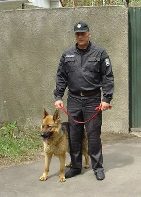 Собака-охранник - «Сателлит-Групп» - охрана по территории Украины