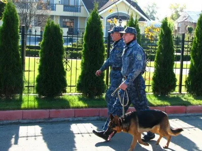 🐶Самые \"злые\" породы собак - самые надежные охранники | Собачье дело | Дзен