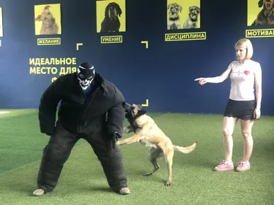 Видео: Самые бесстрашные собаки в мире — защитники для хозяина и опасные  для врага