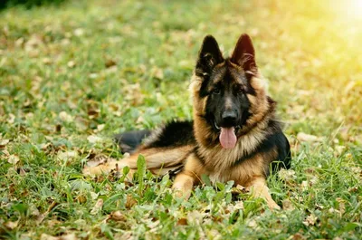 Охрана объектов служебными собаками ᐈ Физическая охрана с использованием  собак | Союз-Гарантия