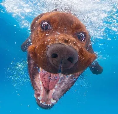 Собаки под водой фото фотографии