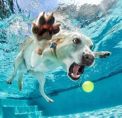 Собаки под водой | Пикабу