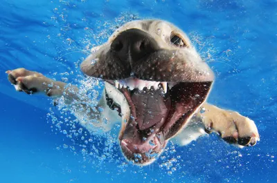 Приключение собаки под водой | Премиум Фото