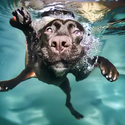 Собака под водой» — создано в Шедевруме