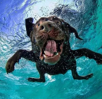 Собаки под водой | Пикабу