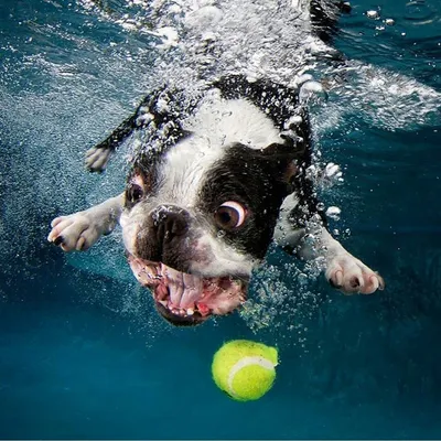 У этих собак слишком забавные мордочки, когда они ловят мяч под водой (7  фото)