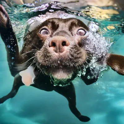 Собака в водовороте под водой, без…» — создано в Шедевруме