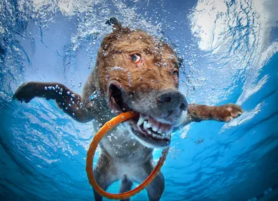 Собаки под водой: Мокрые и смешные (Сет Кастил) - купить книгу с доставкой  в интернет-магазине «Читай-город». ISBN: 978-5-38-906817-9