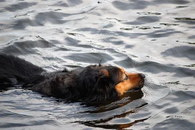 Собака роет носом воду в миске - причины