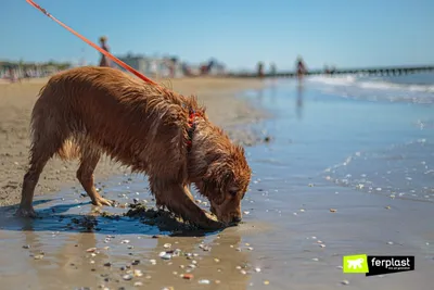 Вода из водоемов может быть опасной для собак - Газета «Караван Ярмарка»