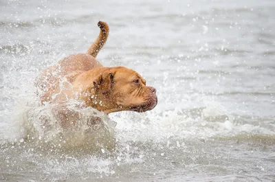 Рекомендации от ветеринаров Аист-Вет владельцам животных по безопасному  прибыванию собак на воде, г. Одинцово