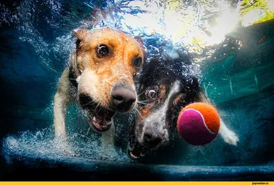 Счастливая собака питбуль ловит теннисный мяч под водой | Премиум Фото