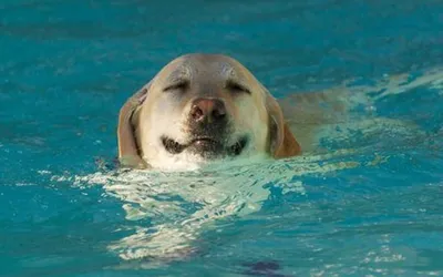 Собаки Собака В Воде Плавать - Бесплатное фото на Pixabay - Pixabay
