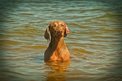 Две собаки плавают в воде | Премиум Фото