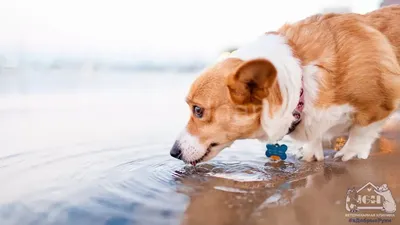 Собака плавает под водой в океане» — создано в Шедевруме