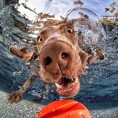Как научить собаку плавать и любить воду. Главное - не заставлять, а  чуть-чуть схитрить. | С собаками всегда. | Дзен
