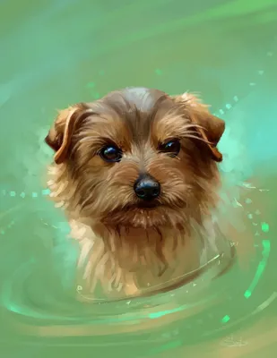 Собаки и вода: породы, наиболее подходящие для плавания - LOVE FERPLAST
