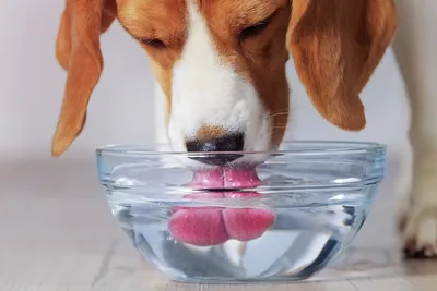 Пловцы собачьего мира. Или топ 8 пород собак, которые идеально плавают, а  также обожают воду. | Домашние питомцы | Дзен
