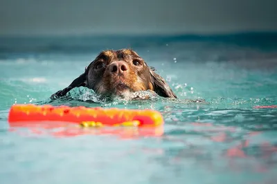 Подводная собака - 68 фото
