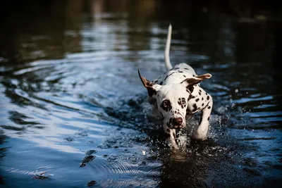 Чёрная собака плавает под водой» — создано в Шедевруме