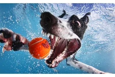 Собаки под водой от t1mm1 за 13 января 2015 на Fishki.net