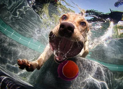 Смешные фото собак под водой | Эти забавные животные | Дзен