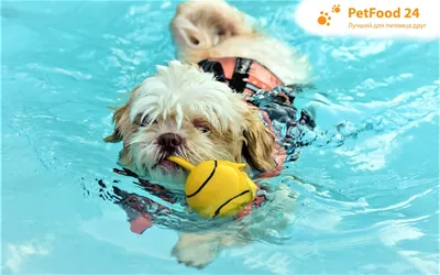 Фотографии Далматин собака воде животное