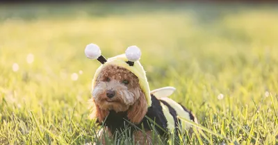 Поиграй со мною, пчелка :) | \"Взять Собаку. Please adopt me\" | Дзен