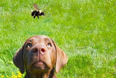 Собаку укусила пчела: практические советы, как помочь питомцуЦентр  реабилитации временно бездомных животных «Юна»