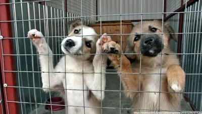 В России хотят ввести штрафы за выгул опасных собак без намордников |  Ветеринария и жизнь
