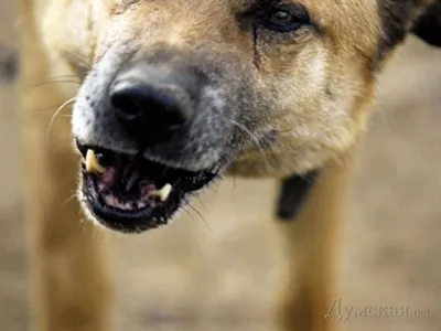 Спасти собаку — играть онлайн бесплатно на сервисе Яндекс Игры