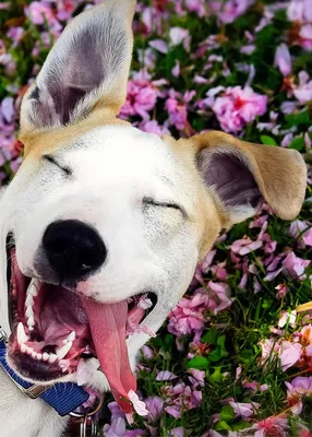 шутки#статусас#собака#юмор | Улыбающаяся собака, Собаки, Смешные фото собак