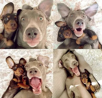 Смешной Excited рот собаки открытый Стоковое Изображение - изображение  насчитывающей мало, съемка: 109494347