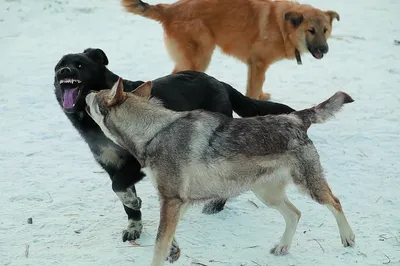 Власти Приморья прописали, каких собак считать агрессивными | Ветеринария и  жизнь