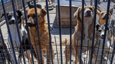 Власти Приморья планируют принять нормы об умерщвлении агрессивных бродячих  собак | Ветеринария и жизнь